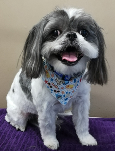 Bow Wow Boutique dog grooming london ontario small dog grooming by bow wow boutique dog grooming london ontario