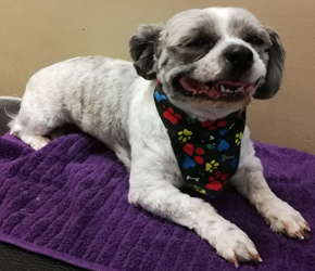 Bow Wow Boutique dog grooming london ontario small dog grooming by bow wow boutique dog grooming london ontario