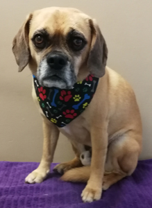 Bow Wow Boutique dog grooming london ontario small dog grooming by bow wow boutique dog grooming london ontario