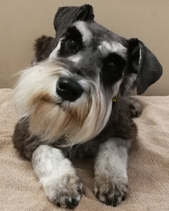 Bow Wow Boutique dog grooming london ontario small dog grooming by bow wow boutique dog grooming london ontario