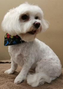 Bow Wow Boutique dog grooming london ontario small dog grooming by bow wow boutique dog grooming london ontario