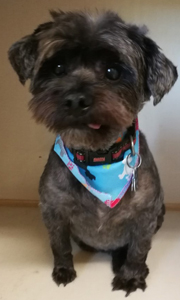 Bow Wow Boutique dog grooming london ontario small dog grooming by bow wow boutique dog grooming london ontario