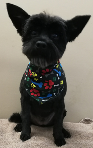 Bow Wow Boutique dog grooming london ontario small dog grooming by bow wow boutique dog grooming london ontario