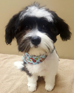 Bow Wow Boutique dog grooming london ontario small dog grooming by bow wow boutique dog grooming london ontario